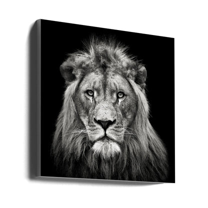 Art mural Impression sur toile jeune lion mâle