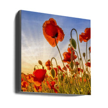 Wall art Fascinating poppies