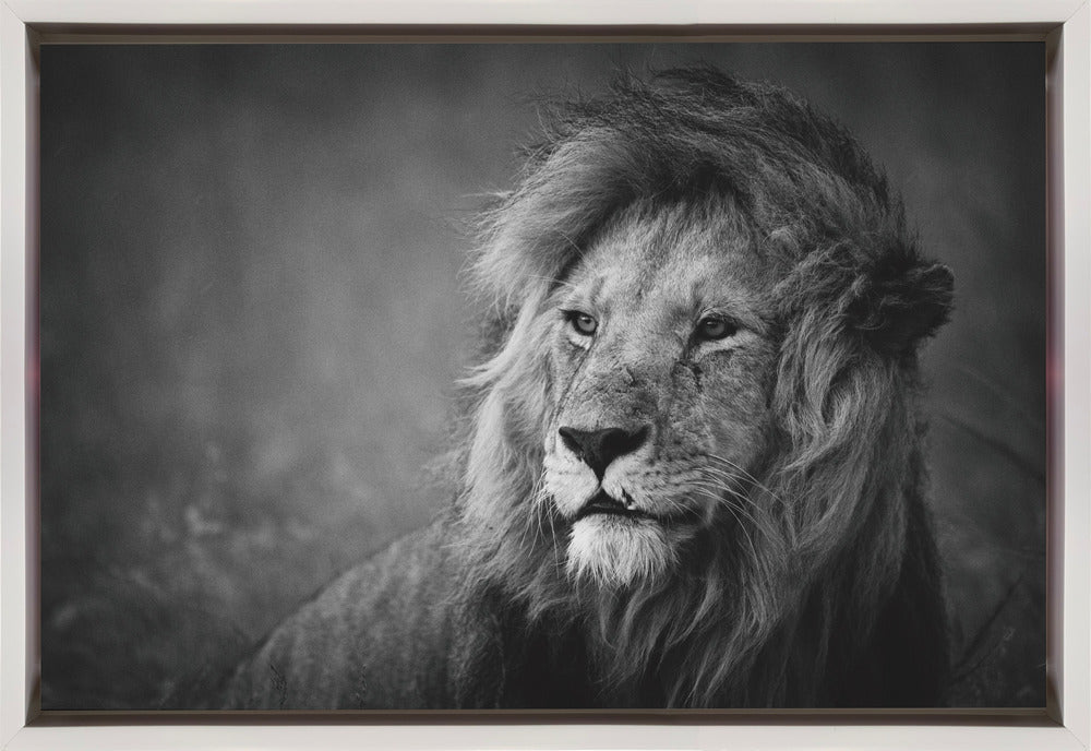 Décoration murale majestueuse. Lion