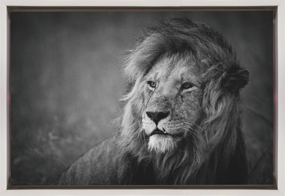 Décoration murale majestueuse. Lion