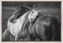 Impression sur toile Chevaux sous la pluie chaude