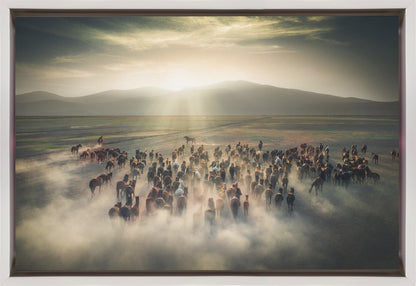 Chevaux sauvages