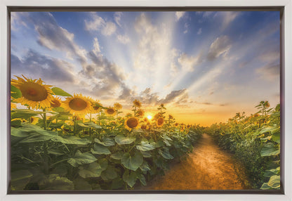 Art mural Chemin à travers le champ de tournesols