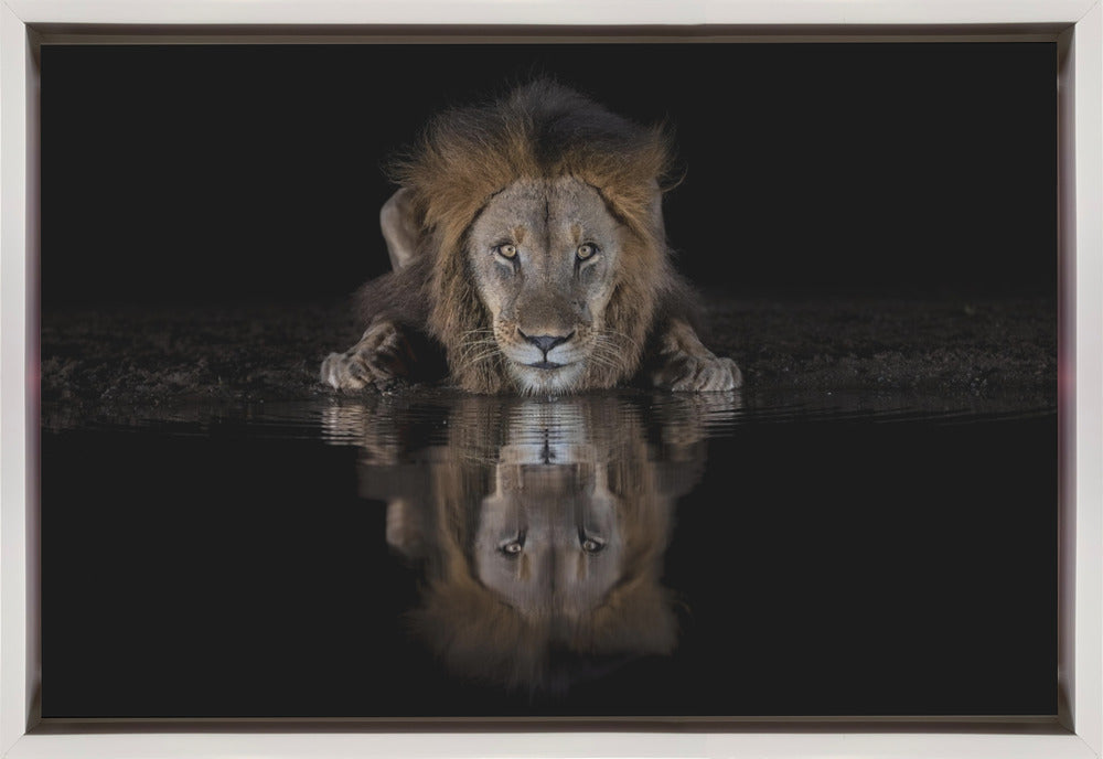 Wall art A Lion at The Night