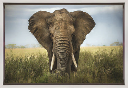 Décoration murale Rencontres au Serengeti. Éléphant