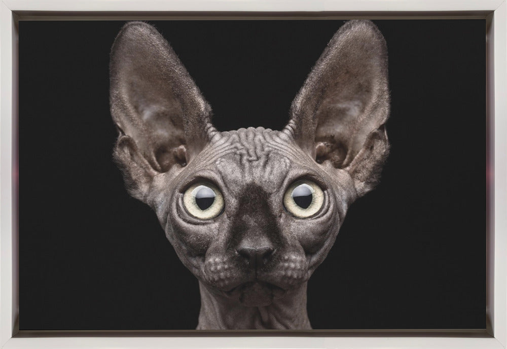 Art mural Chat Sphynx