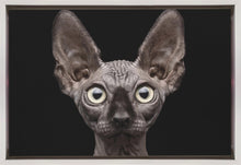 Art mural Chat Sphynx