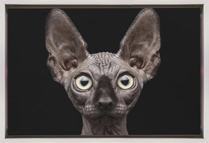 Art mural Chat Sphynx