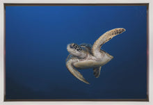 Art mural Tortue verte