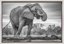 Art mural Fierté. Éléphant