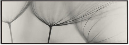 Décoration murale Tragopogon