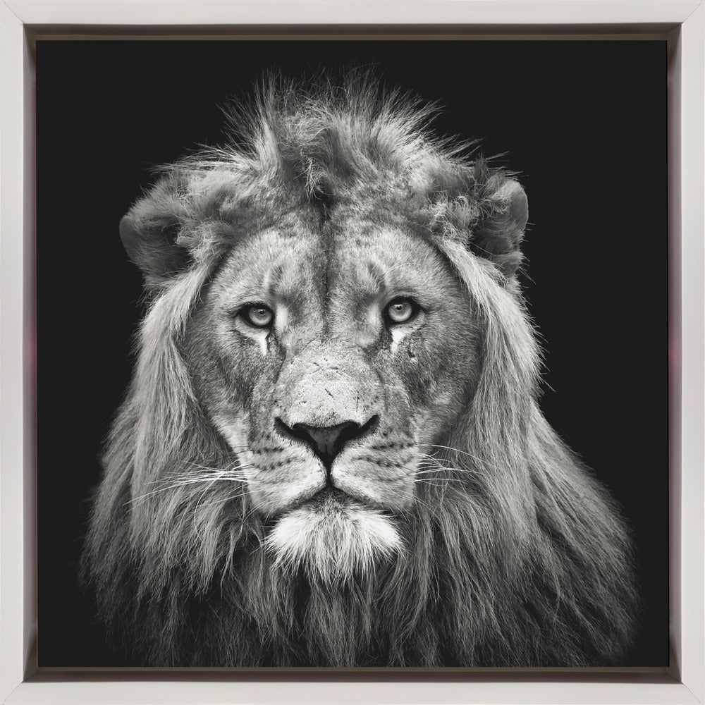 Art mural Impression sur toile jeune lion mâle