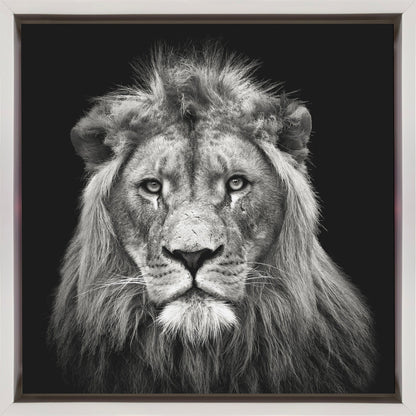 Art mural Impression sur toile jeune lion mâle
