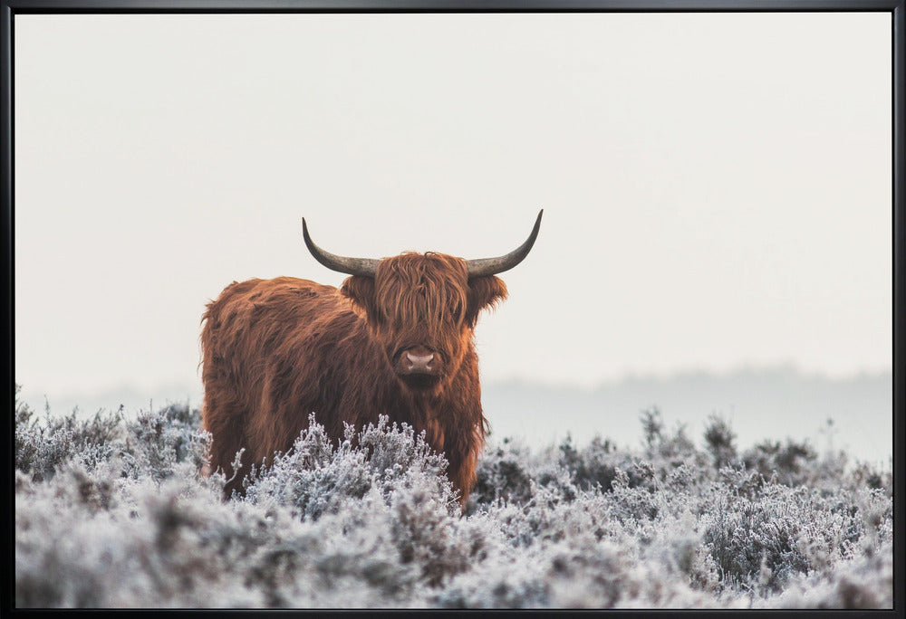 Décor mural Highlander