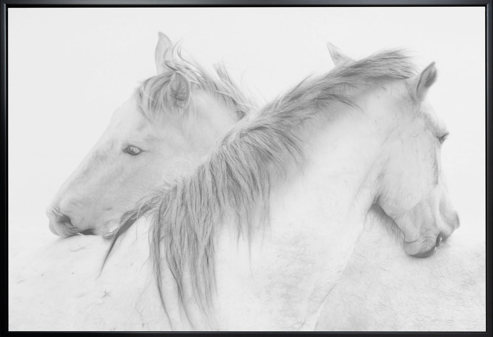 Chevaux