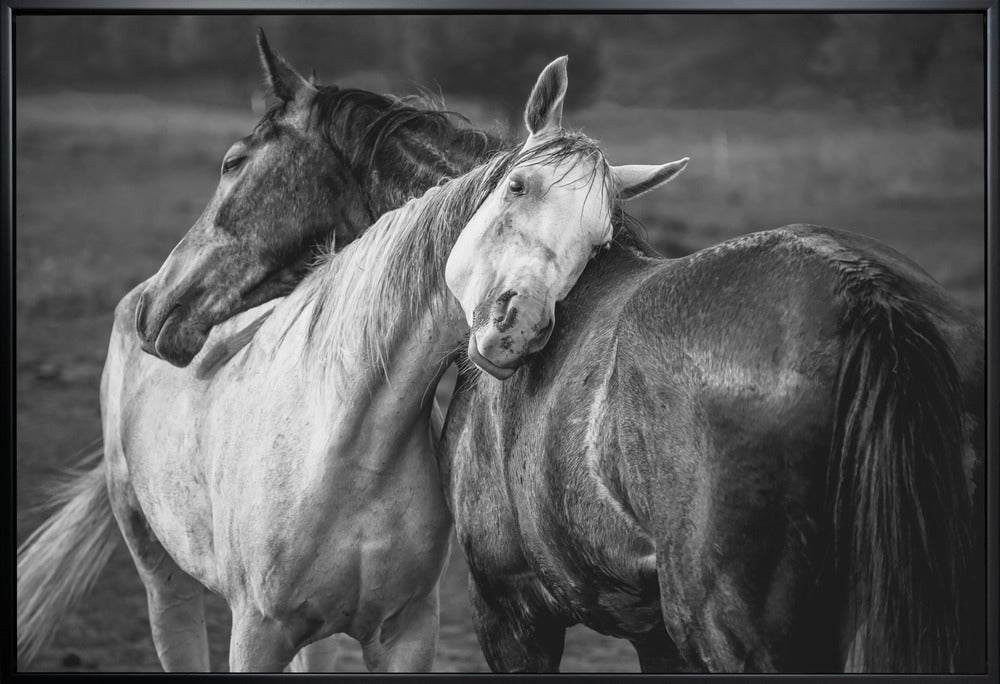 Impression sur toile Chevaux sous la pluie chaude