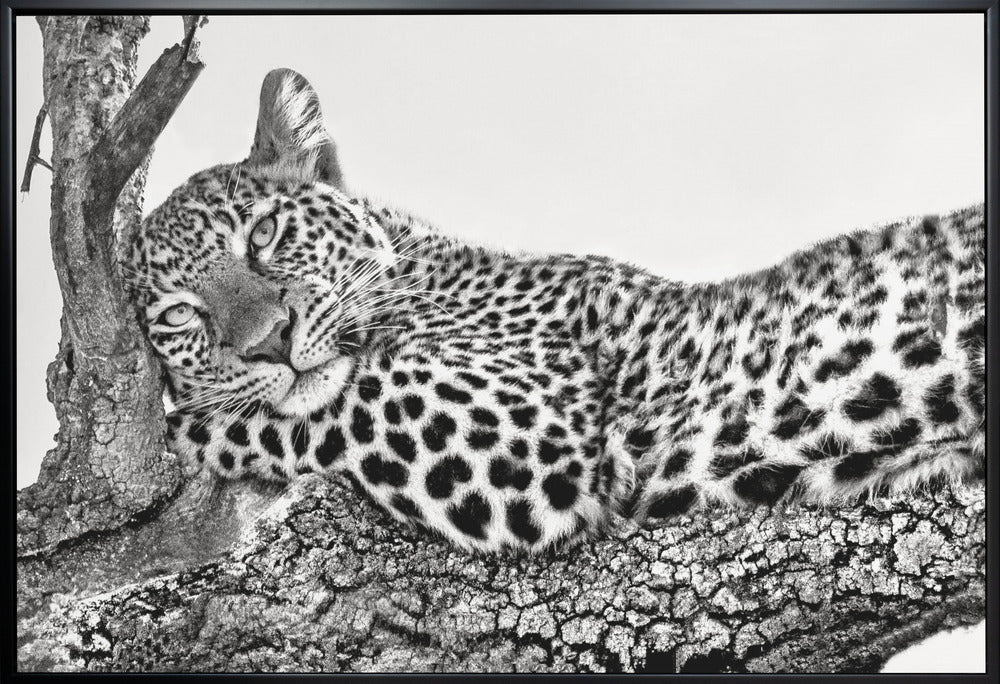 L'heure de se reposer Léopard