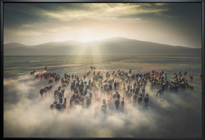 Chevaux sauvages