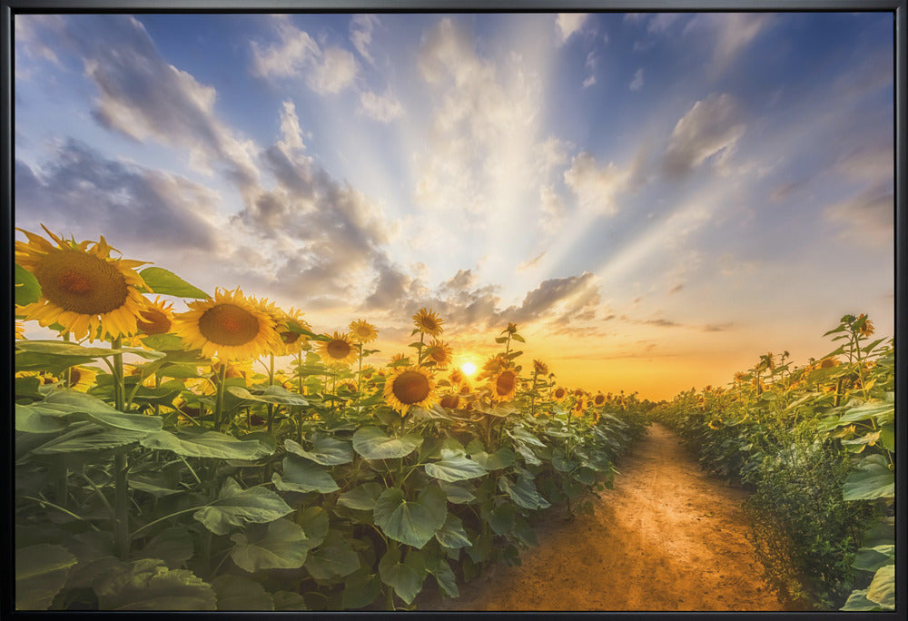 Art mural Chemin à travers le champ de tournesols