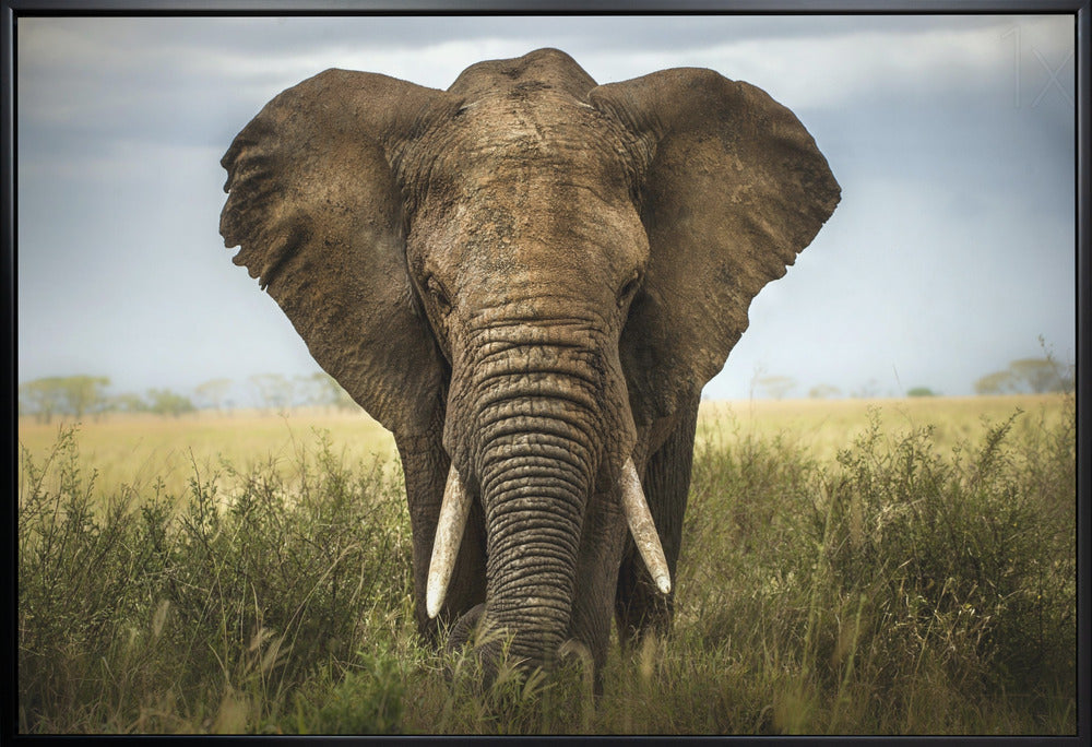 Décoration murale Rencontres au Serengeti. Éléphant