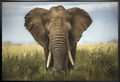 Décoration murale Rencontres au Serengeti. Éléphant