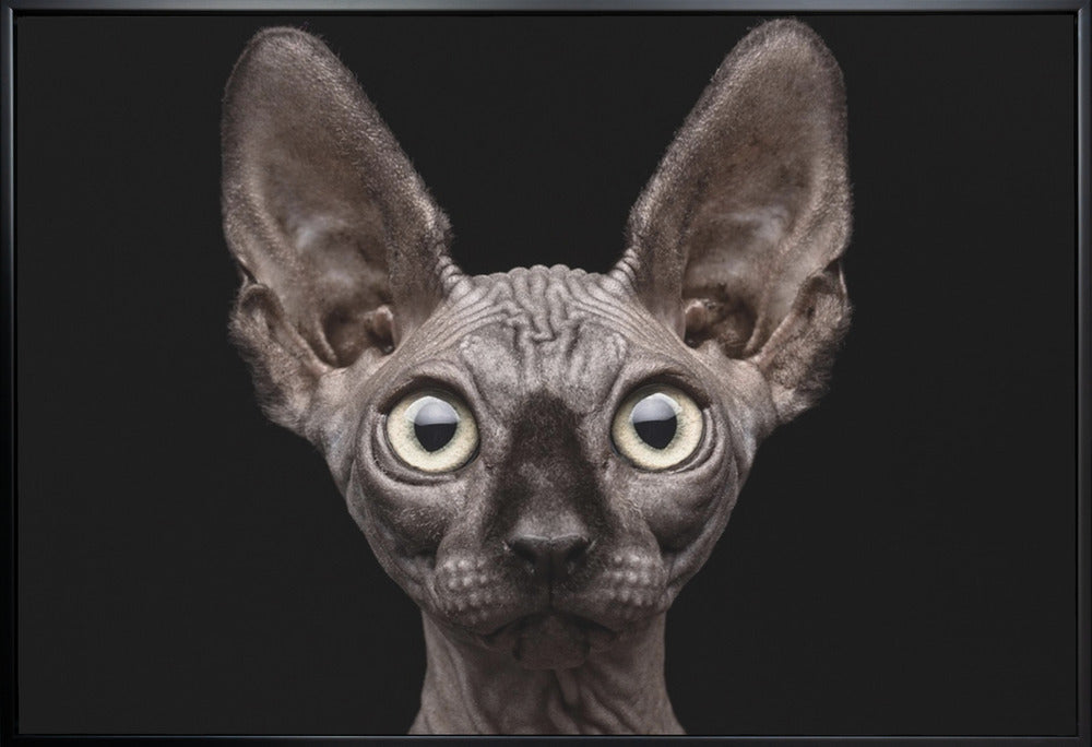 Art mural Chat Sphynx