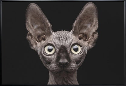 Art mural Chat Sphynx