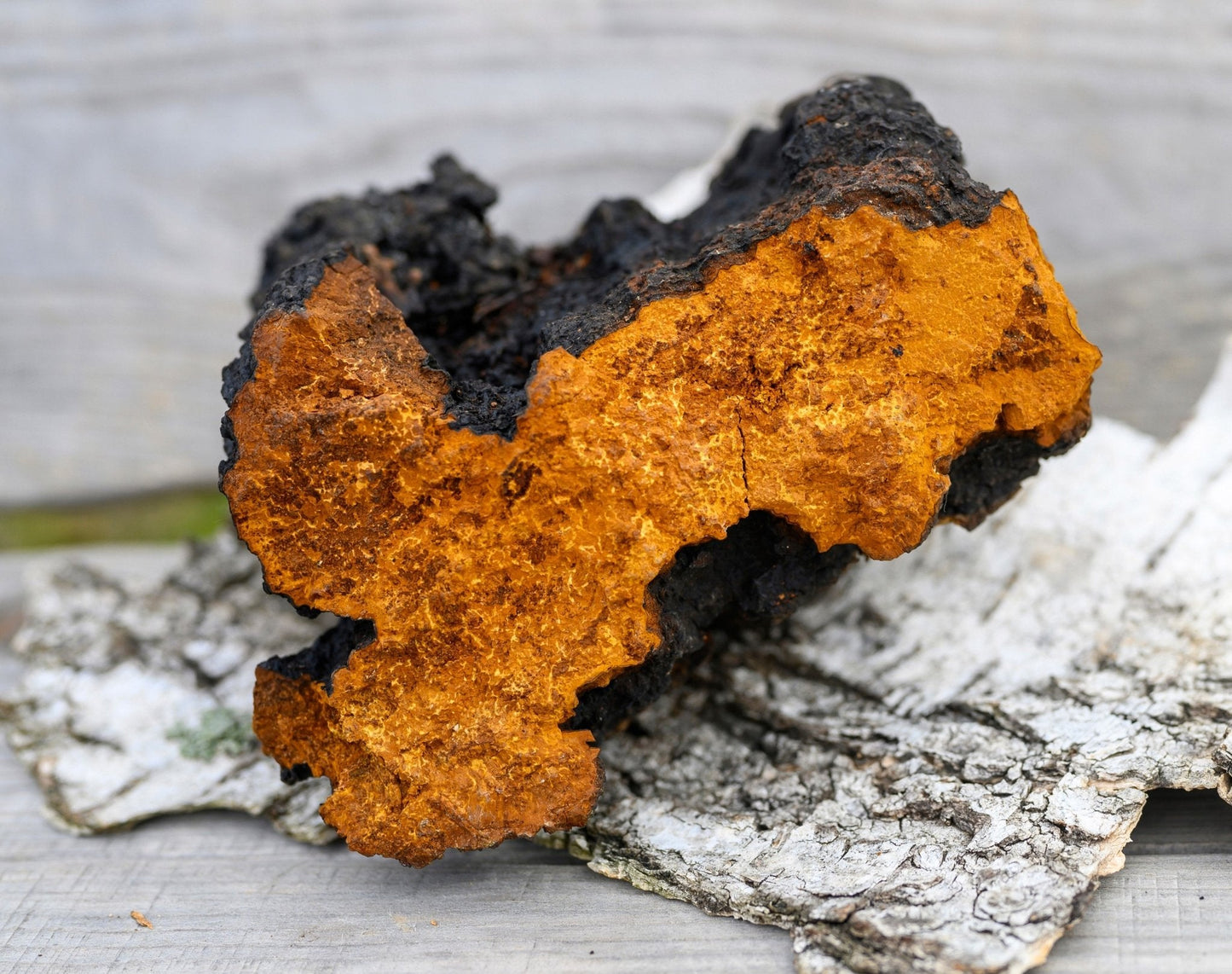 Chaga sauvage