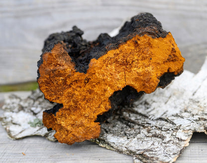 Chaga sauvage