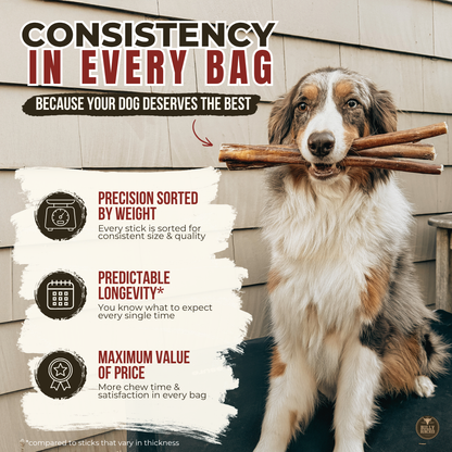 12 Inch Monster Braided Bully Stick