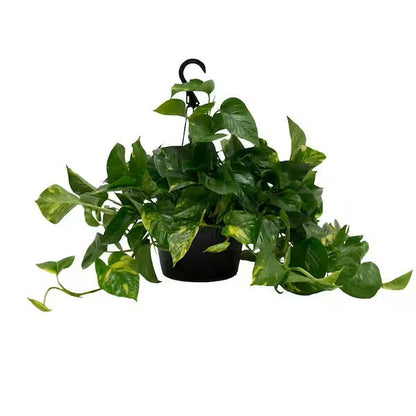 Pothos Marble Queen - Epipremnum Aureum Marble Queen