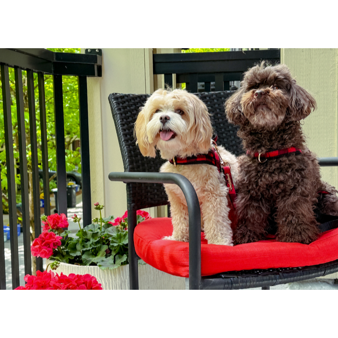 Harnais pour chien à attache rapide Canada