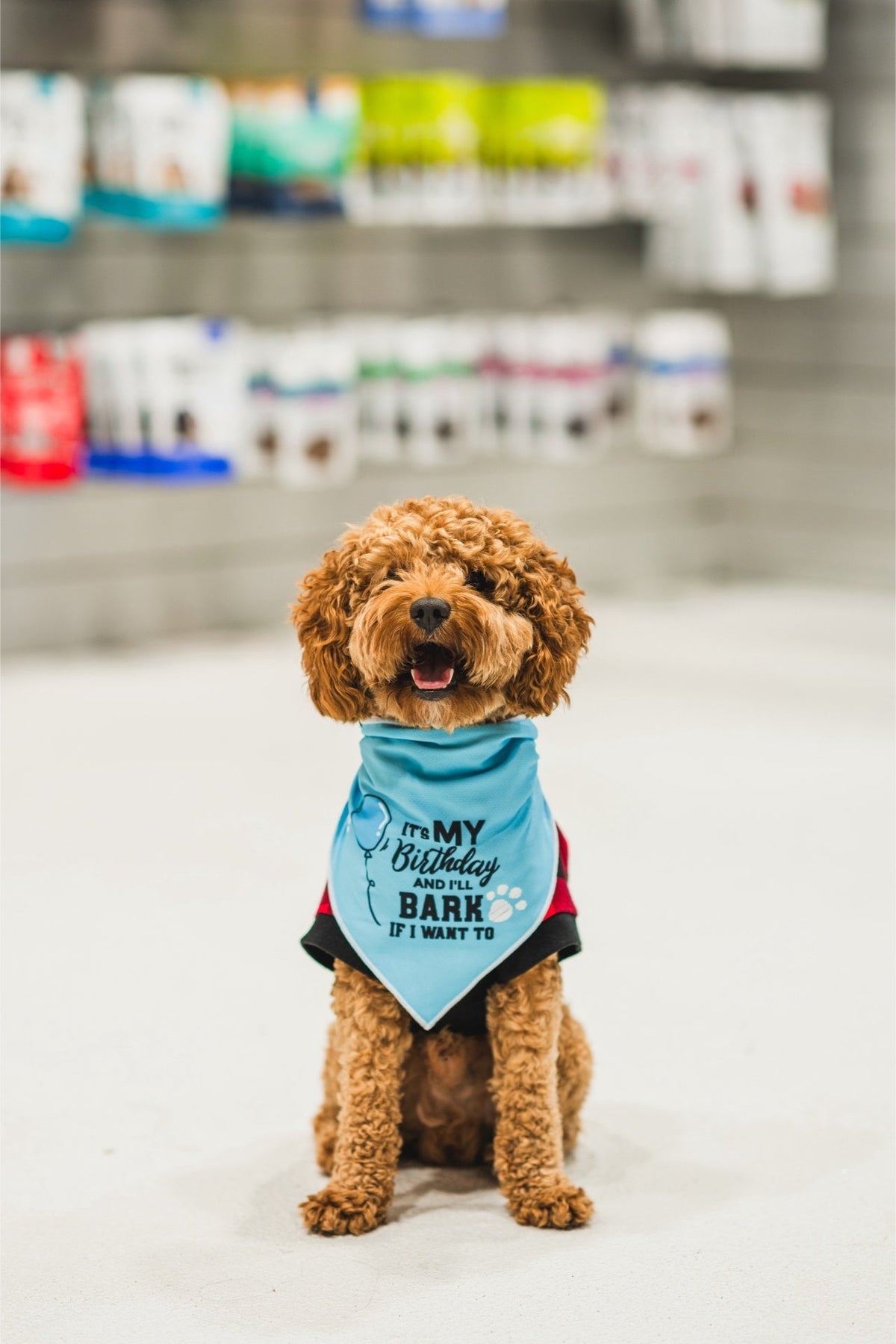 Dexypaws - Birthday Bandana "It'S My Birthday I'Ll Bark If I Want To"