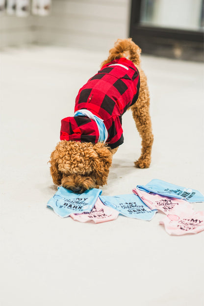 Dexypaws - Birthday Bandana "It'S My Birthday I'Ll Bark If I Want To"