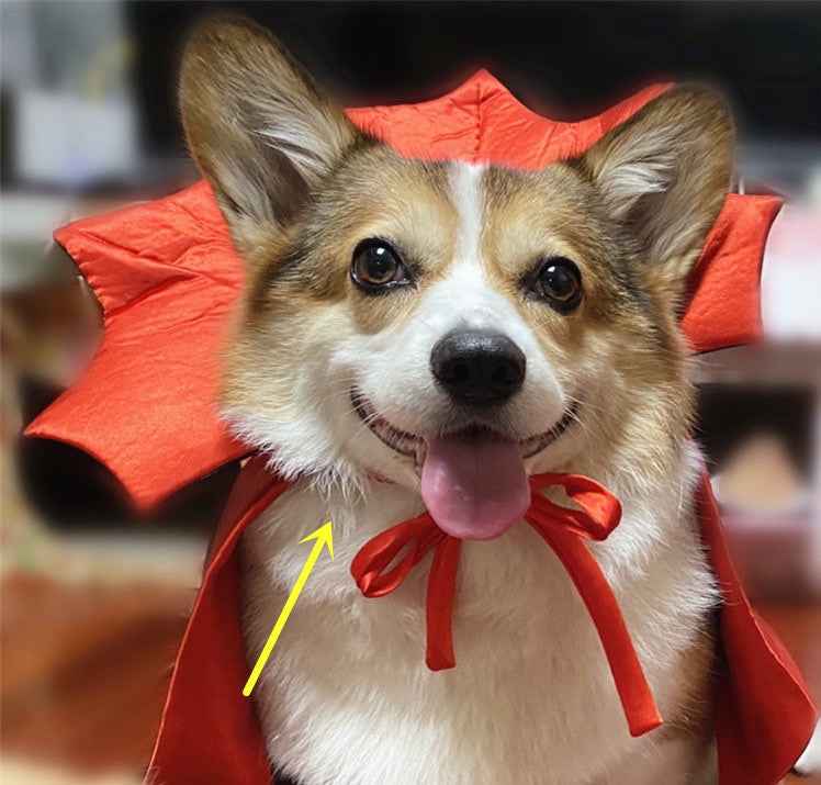 Costume d'Halloween pour chien et chat – Cape de roi vampire au motif noir effrayant