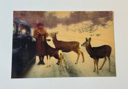 Wood Postcard - Feeding Deer