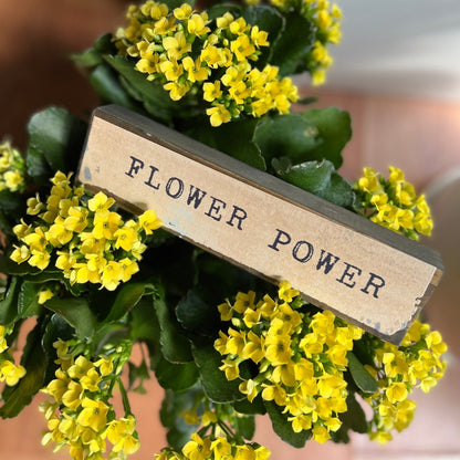 Timber Bit - Medium - Flower Power