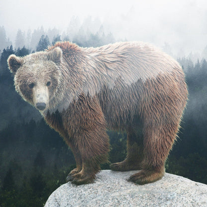 Marble Coasters - Lost & Found - Forest Bear