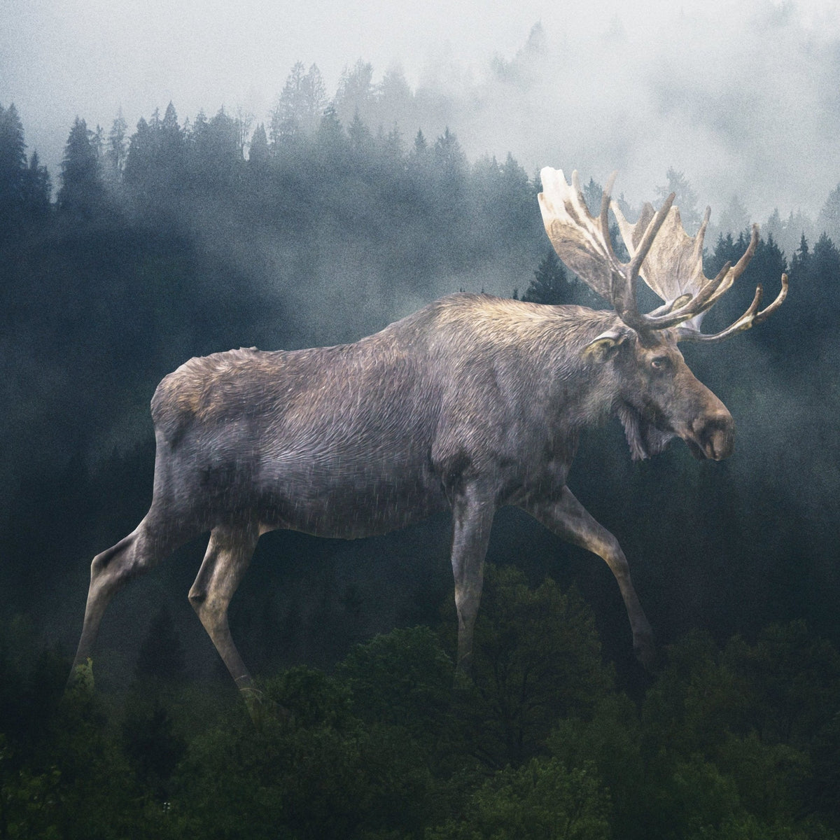 Marble Coasters - Lost & Found - Forest Moose