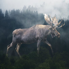Marble Coasters - Lost & Found - Forest Moose