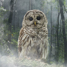 Marble Coasters - Lost & Found - Forest Owl