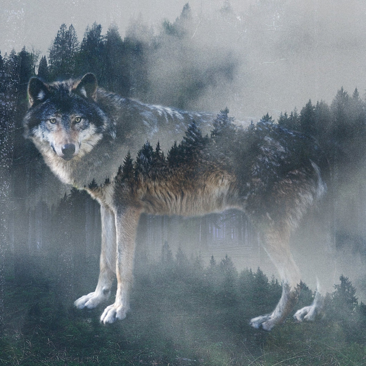 Marble Coasters - Lost & Found - Forest Wolf