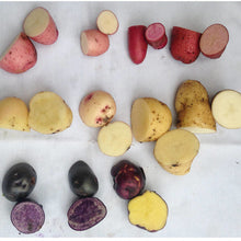 Metchosin Farm Originals Seed Potato Mix - SALE