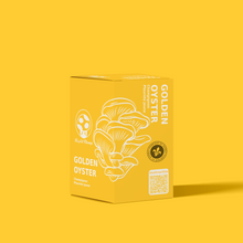 Golden Oyster Mushroom Kit