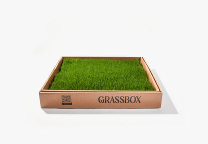 Real Grass Box for Rabbits – Natural Rabbit Potty Solution
