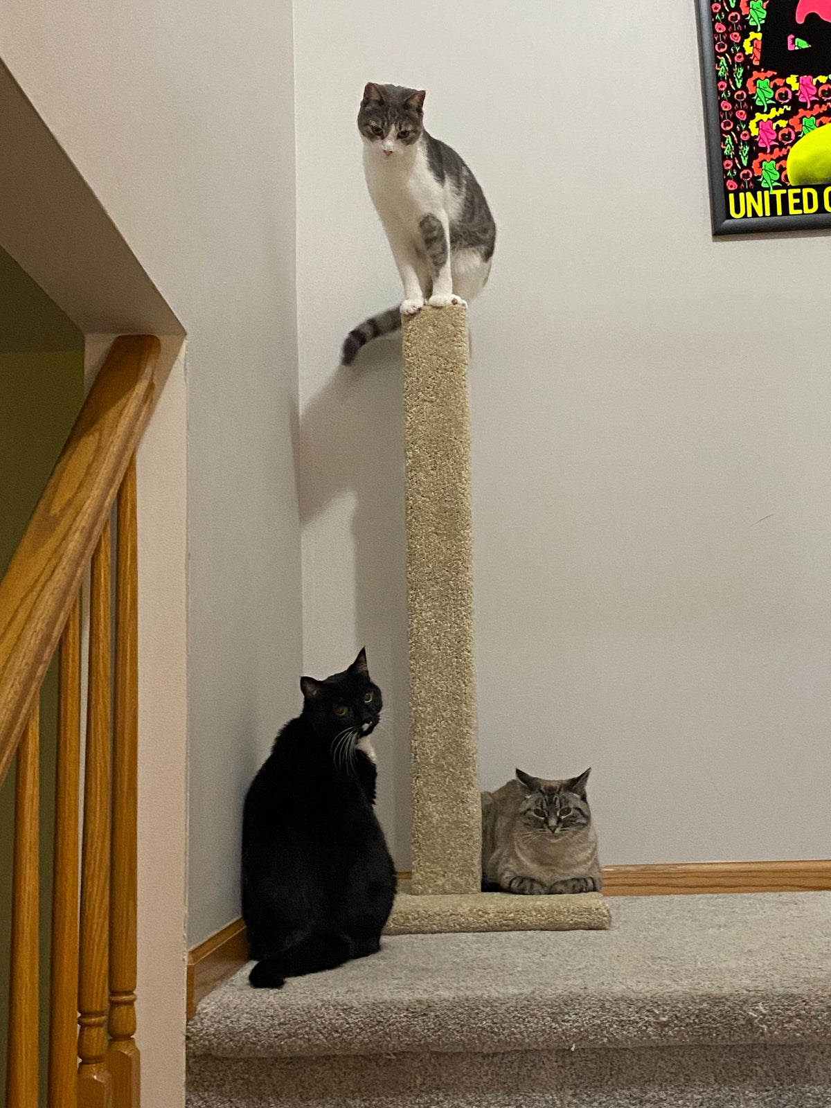 Model 33 - 42" Tall Scratch Post