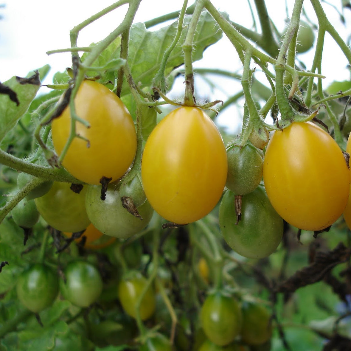 Ildi Tomato