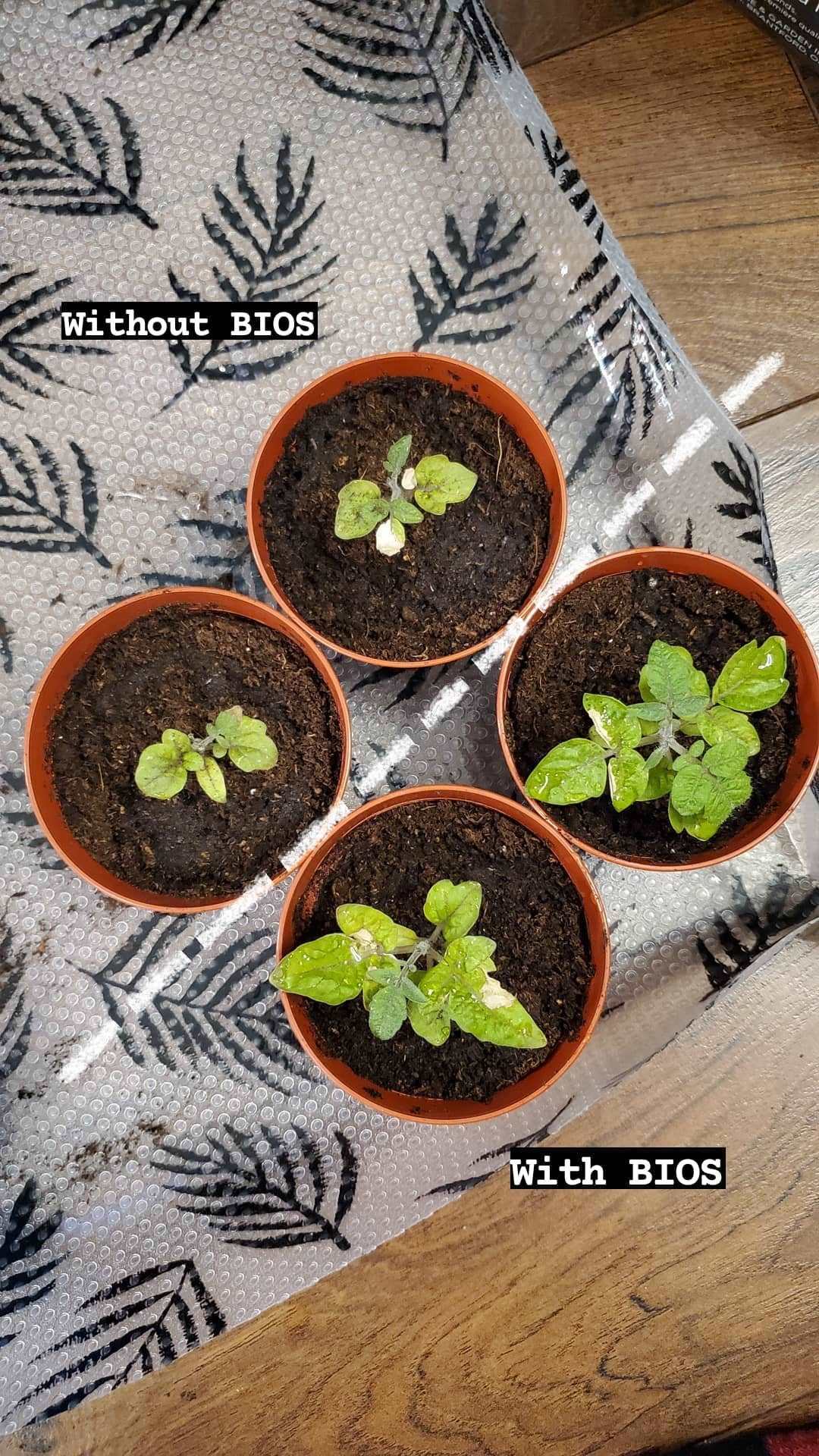 Engrais Végétal Naturel Bios