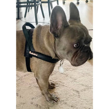 Harnais pour chien Raven « One-Click »