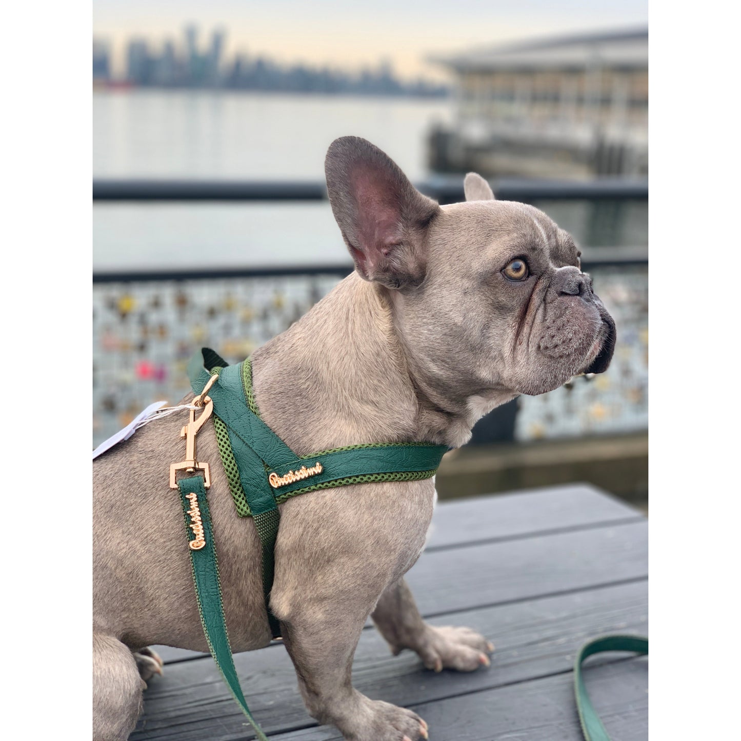 Collier de chien en jade